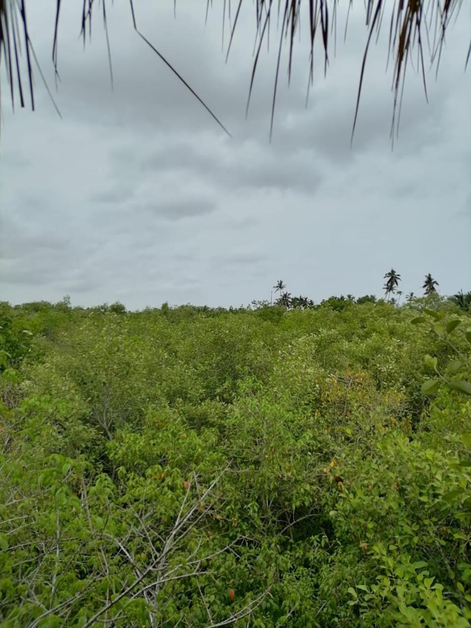 Mamba Yala Hotel Tissamaharama Buitenkant foto