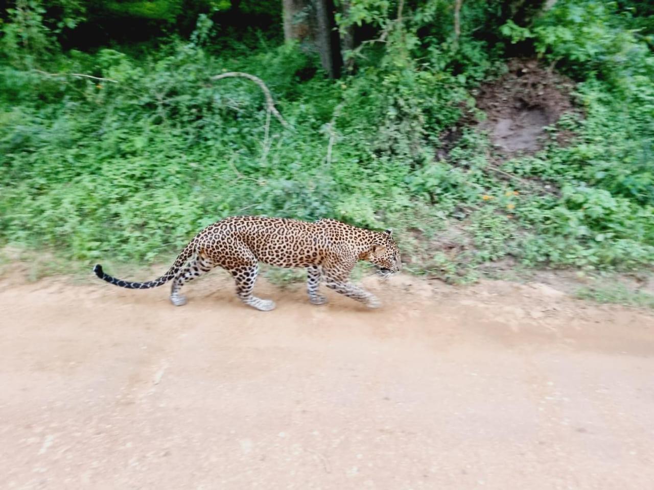 Mamba Yala Hotel Tissamaharama Buitenkant foto