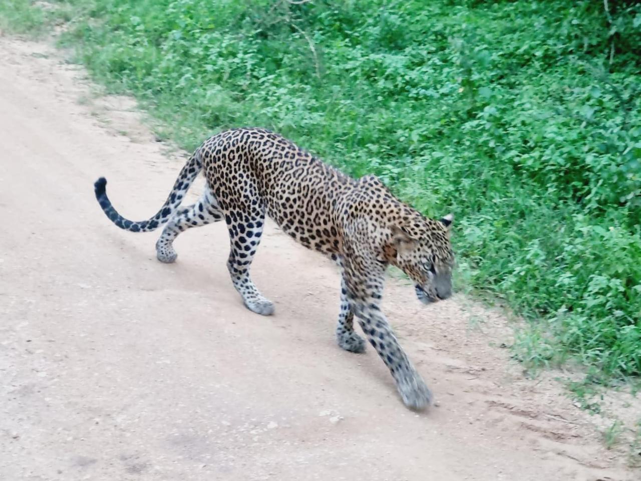 Mamba Yala Hotel Tissamaharama Buitenkant foto