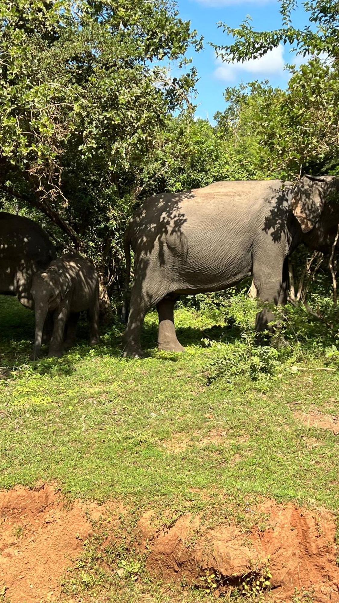 Mamba Yala Hotel Tissamaharama Buitenkant foto